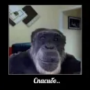 Стикер yeah lol
