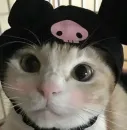 милота