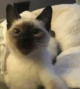 Стикер милота