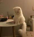 Стикер милота
