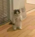 Стикер милота