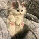 Стикер милота