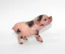 Стикер мини пиги