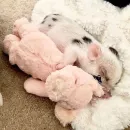 Стикер мини пиги