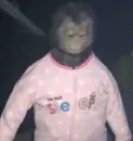 Стикер monkeys
