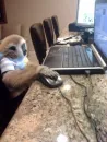 Стикер monkeys