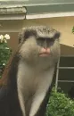 Стикер monkeys