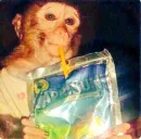 Стикер monkeys