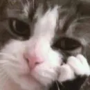 Стикер morrrrre