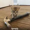 cats.mos?