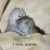 Стикер cats.mos?