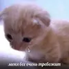 Стикер cats.mos?