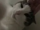 Стикер мотя