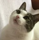 Стикер мотя
