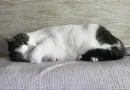 Стикер мотя