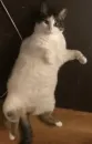 Стикер мотя