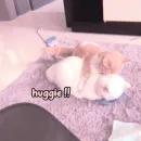 Стикер Котики