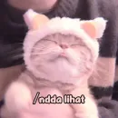 Стикер Котики