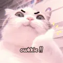 Стикер Котики