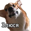 Стикер Маффин корги