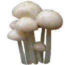 Стикер mushrooms