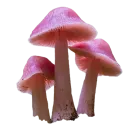 Стикер mushrooms