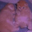 Стикер Cats | Котики