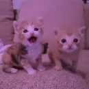 Стикер Cats | Котики