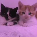 Стикер Cats | Котики