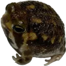 Стикер жабки!!