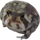 Стикер жабки!!