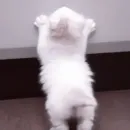 Стикер や 𝗄𝗂𝗍𝗍𝖾𝗇𝗌 🥠 ;: