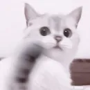 Стикер や 𝗄𝗂𝗍𝗍𝖾𝗇𝗌 🥠 ;: