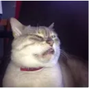 Стикер my idiotics cat