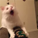 Стикер my idiotics cat