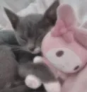 my kittes