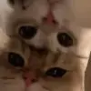 Стикер my kittes