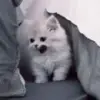 Стикер my kittes