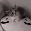 Стикер my kittes