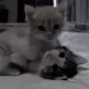 Стикер my kittes