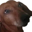 Стикер Всратый Филя