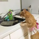 Стикер Мурлыки