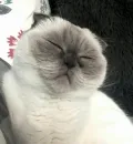 Стикер Impudent