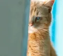 Стикер Impudent
