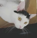 Стикер Impudent