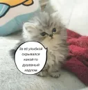 Стикер Голые бляди.