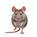 Neiro animals