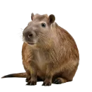 Стикер Neiro animals