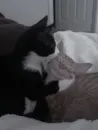 Стикер кошаки
