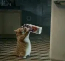 Стикер кошаки